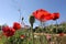 Red poppy in the blue sky