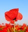 Red poppy & blue sky