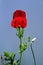 Red poppy on blue sky background