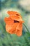 Red poppy on bokeh background.