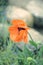 Red poppy on bokeh background.