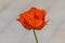 Red Poppy bud shined