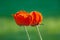 Red Poppy bud shined