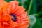 Red poppy close macro shot flower papaver rhoeas