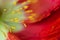 Red poppy close-up in artistic painterly style