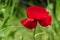 Red poppy close-up, wild flower in the garden. Floral wallpaper, background. Green grass backdrop