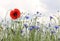 Red poppy and cornflowers, cloudy sky