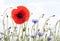 Red poppy and cornflowers, in light colors