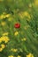 red poppy  daisies grow on a green field