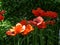 Red poppy decorative. June 2018 year.