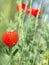 Red poppy in a dense green grass