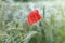 Red poppy with dew drops after the rain in a green barley field.