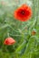 Red poppy with dew drops after the rain in a green barley field.