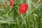 Red poppy with dew drops after the rain in a green barley field.