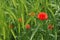 Red Poppy in the field