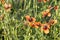 Red Poppy in the field