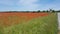 Red poppy field, abandoned windmill