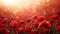 Red Poppy Field Banner: A Symbol of Remembrance, Memorial, and ANZAC Day