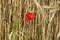 Red poppy in a field of barley in summer.