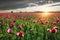 Red poppy field at dramatic sunset, nice flower landscape