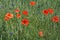 Red poppy among the field grasses in summer. Beautiful wildflowers. Untouched nature