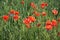 Red poppy among the field grasses in summer. Beautiful wildflowers. Untouched nature