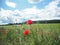 Red poppy field meadow in a sunny day with a blue sky