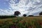 A red poppy field in springtime