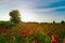 Red poppy field in sunlight with big treeat the sunset. Beautiful field of red poppy. Majestic sunset lights up with the warm