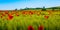 Red poppy field in Tuscany Italy