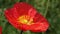 A red Poppy flower