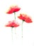 Red poppy flower, Acrylic color painting