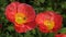 red Poppy flower with bee