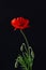 Red poppy flower on black background. Flander poppy. Lest we foget concept. Aesthetic floral minimalist composition