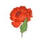 Red poppy flower with blossomed lush petals and leaf. British Remembrance floral plant drawn in retro style. Gorgeous