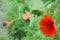 Red poppy flower and bud on green font