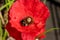 Red poppy flower with a bumblebee visiting..