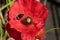 Red poppy flower with a bumblebee visiting..