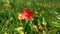 Red poppy flower close up in the garden.