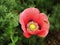 Red poppy flower closeup with approaching hoverflies