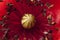 Red poppy flower detail, papaver
