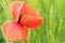 Red poppy flower with dew drops spring