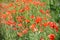Red poppy flower field