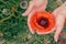 A red poppy flower in a girl\'s hands