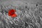 Red poppy flower in grain field