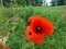 Red poppy flower in grass with bumblebee after rain, nature details