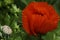 Red poppy flower on a green leaf background. A beautiful poppy blooms in the green grass. Soft focus. Close-up.