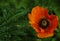 Red poppy flower on a green leaf background. A beautiful poppy blooms in the green grass. Soft focus. Close-up.