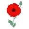 Red poppy flower with green leaves. Vector illustration. Symbol of memory, military and victory.