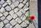 Red poppy flower growing on asphalt road